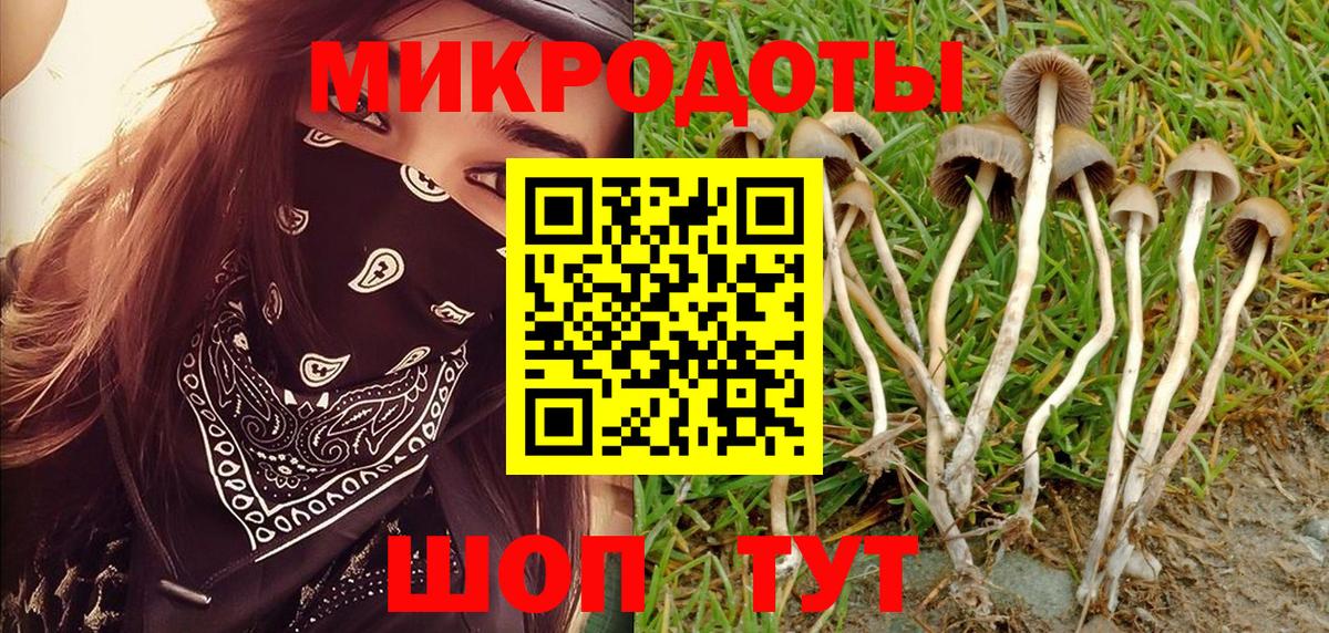 Галлюциногенные грибы Psilocybe Орехово-Зуево